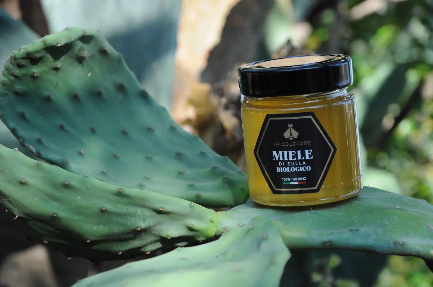 Miele di Sulla BIOLOGICO