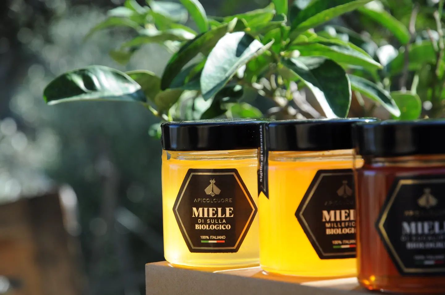 Miele di Sulla BIOLOGICO