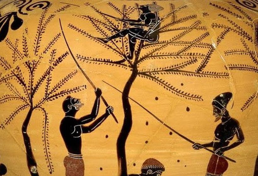 Olio Extra Vergine di Oliva BIO da 0,50 l - Olio