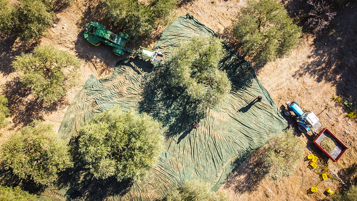 Olio Extra Vergine di Oliva BIO da 0,75 l - Olio