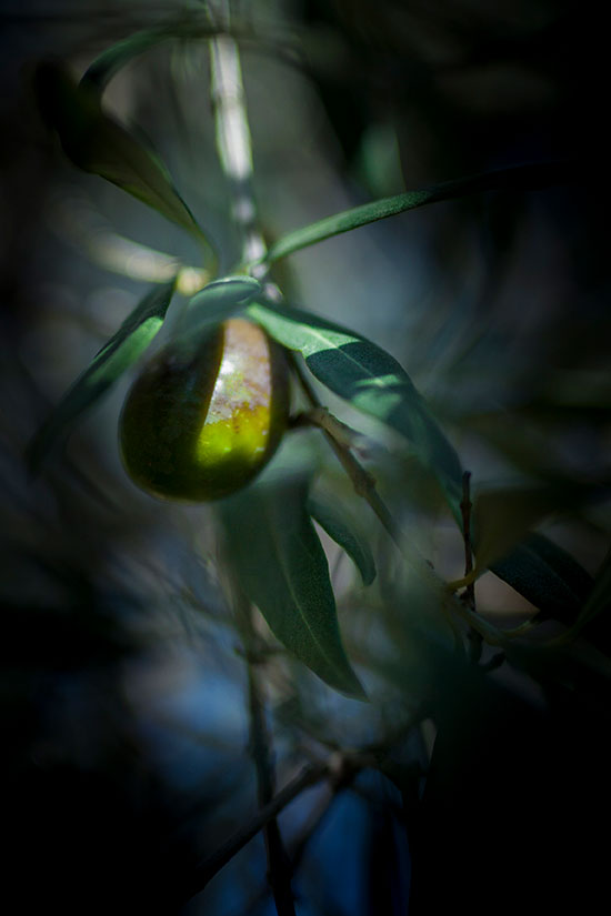 Olio Extra Vergine di Oliva BIO da 0,25 l - Olio