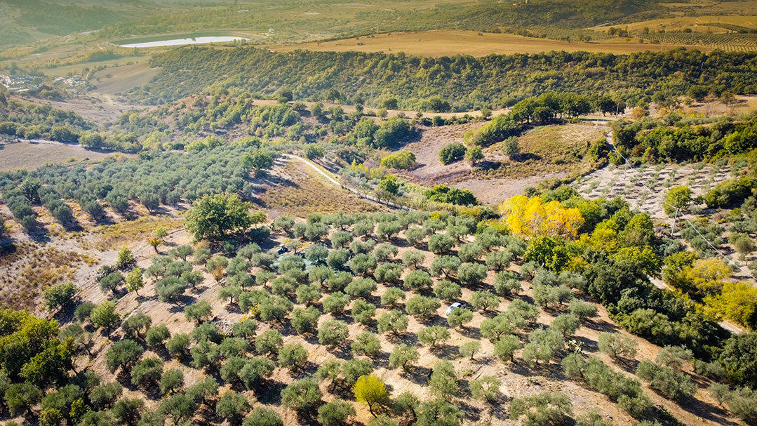 Olio Extra Vergine di Oliva BIO da 0,50 l - Olio