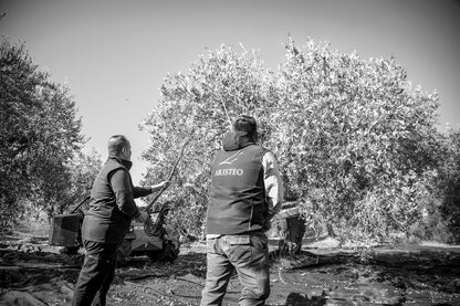 Olio Extra Vergine di Oliva BIO da 0,50 l - Olio